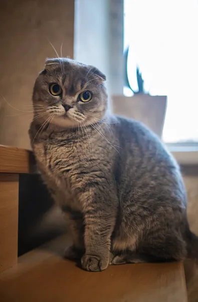 Gato Cabelo Curto Britânico Engraçado Nas Escadas Madeira Uma Casa — Fotografia de Stock