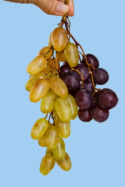 Uvas Frescas Vermelhas Verdes Isoladas Sobre Fundo Azul — Fotografia de Stock