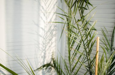 Beyaz duvardaki palmiye yaprağının gölgelerinin soyut arkaplanı. Tropikal yapraklar beyaz doku arka planında doğal gölgeler bırakır.