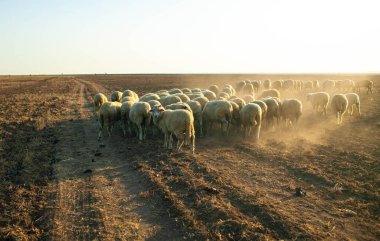 Kırsalda koyunlarla gün batımı.