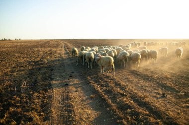 Kırsalda koyunlarla gün batımı.