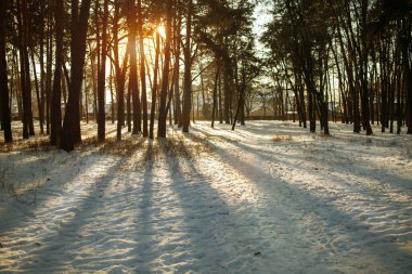 Güzel karlı ormanın kış sabahı manzarası.