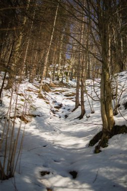 Karla kaplı kış ormanı yolu. 
