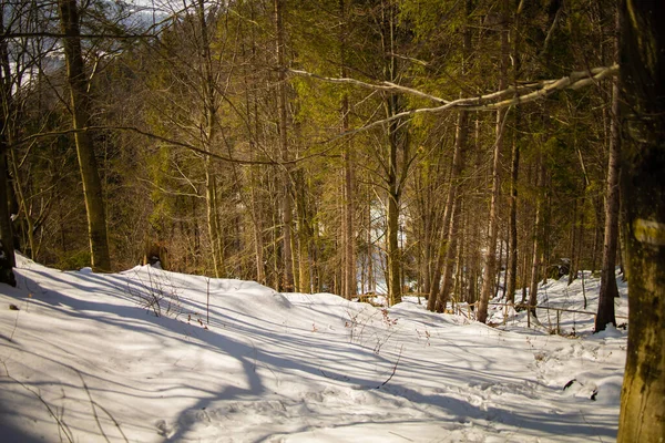 Winter Forest Path Covered Snow — Stock Photo, Image