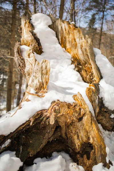 Trunk Broken Young Fir Tree Sidewalk Covered Snow City — Stock Photo, Image