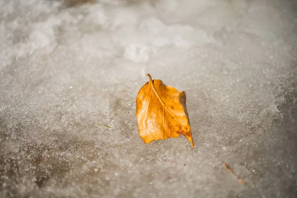 Ett Gult Torrt Löv Frös Isen Asfalten Första Höstfrosten Oktober — Stockfoto