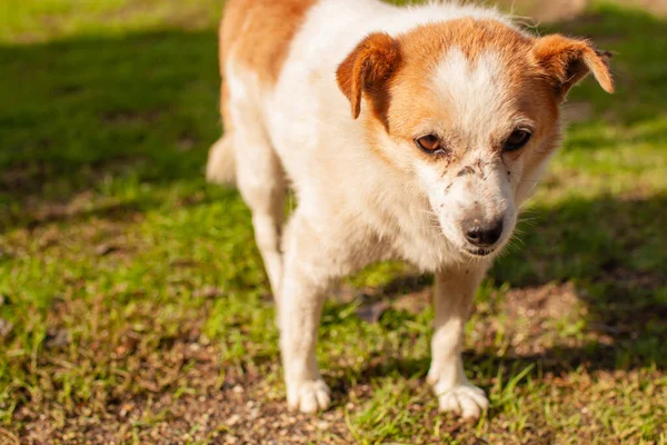Evsiz çok üzgün akıllı gözleri ile terk sokak köpeği