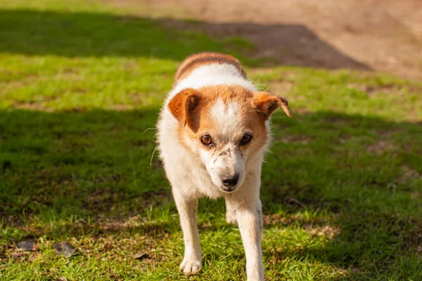 Бездомная Брошенная Бродячая Собака Грустными Умными Глазами — стоковое фото