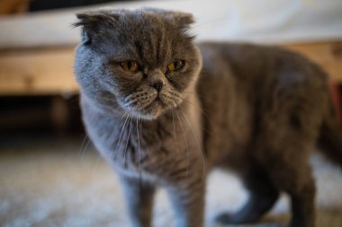 British Short hair cat blue. A beautiful domestic cat is resting in room, a gray Shorthair cat with yellow eyes at home.