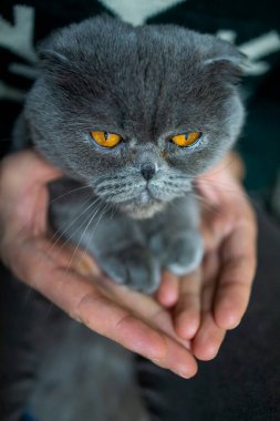 Cat's foot in the hand of human. hand with cat paw.