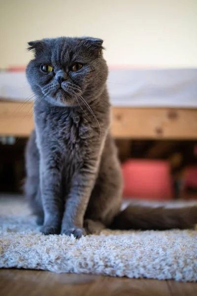 British Short Hair Cat Blue Beautiful Domestic Cat Resting Room — 图库照片