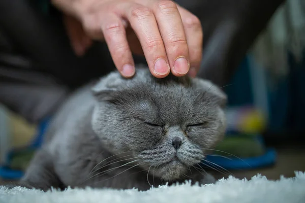 British Shorthair Cat Female Hand Brown Background World Pet Day — 스톡 사진