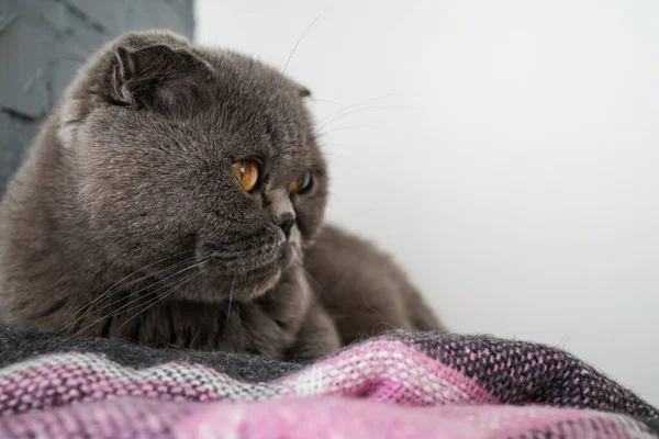 イギリスのショートヘア猫ブルー 美しい国内の猫は部屋で休んでいます 自宅で黄色の目をした灰色の背の高い猫 — ストック写真