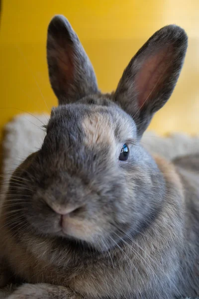 Niedliches Kaninchen Auf Dem Sofa Nahaufnahme — Stockfoto