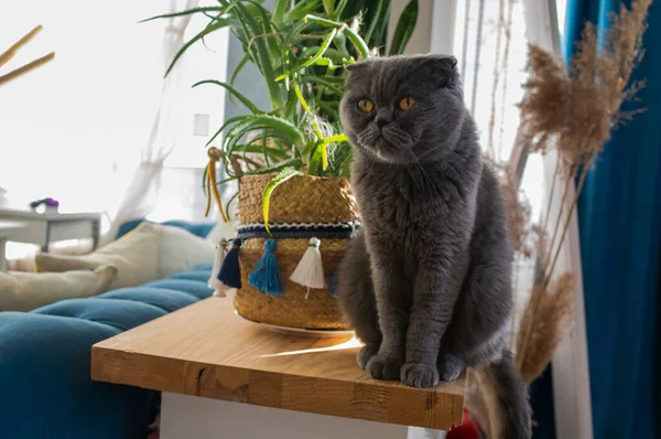 British Short Hair Cat Blue Beautiful Domestic Cat Resting Room — Stockfoto