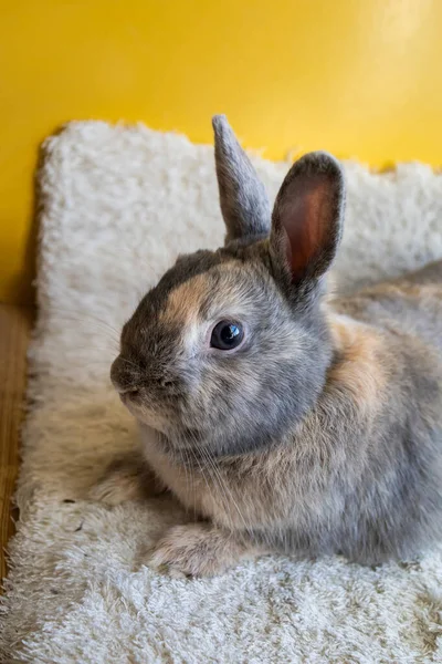 Niedliches Kaninchen Auf Dem Sofa Nahaufnahme — Stockfoto