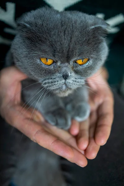 Cat Foot Hand Human Hand Cat Paw — стоковое фото