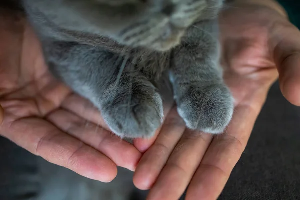 Cat Foot Hand Human Hand Cat Paw — ストック写真