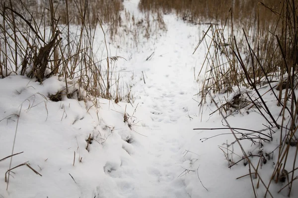 Medium Shot Dog Footprints Fresh Snow Pathway Winter — Fotografia de Stock