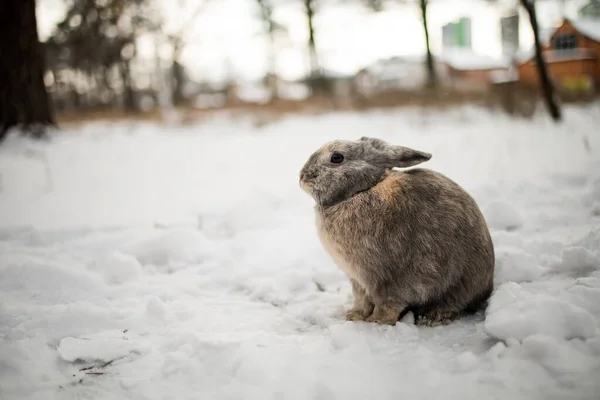 Invierno Conejo Backgorund Nieve Blanca —  Fotos de Stock
