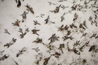 Bir kuş kışın karda ayak izleri