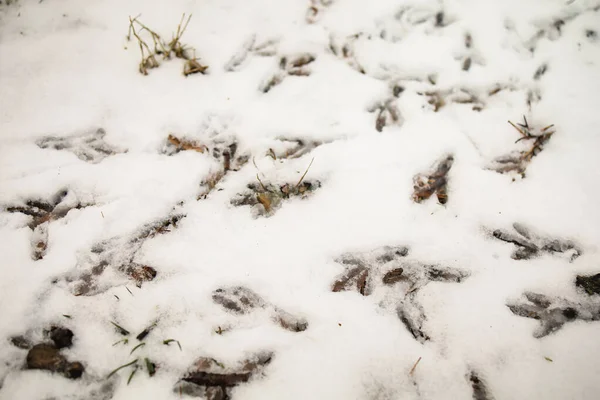 Fußabdrücke Eines Vogels Schnee Winter — Stockfoto