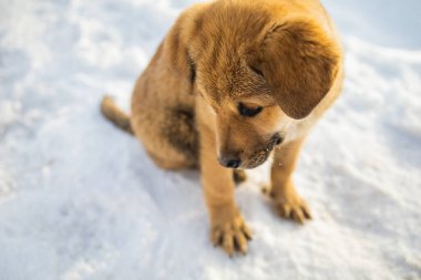 Sokakta kar yağarken gözleri donan küçük evsiz köpek yavrusu.