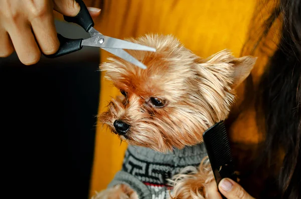 Recortado Disparo Una Joven Mascota Esteticista Yorkshire Aseo Perro Yorkshire —  Fotos de Stock