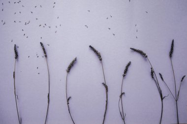 Mor lavanta çiçekleri pembe arka planda düzenlenir. Düz yerde, üst tarafta. Asgari konsept.