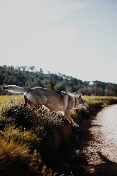 Собака Хаски Бегает Лужайке Играет Траве Активное Животное Природе — стоковое фото
