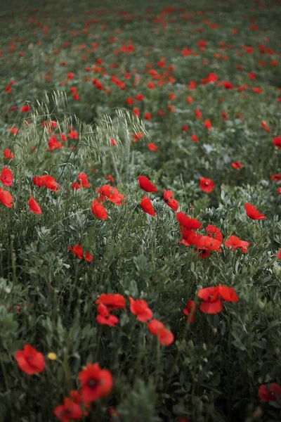 Rode Papaver Bloemen Groen Veld Close — Stockfoto