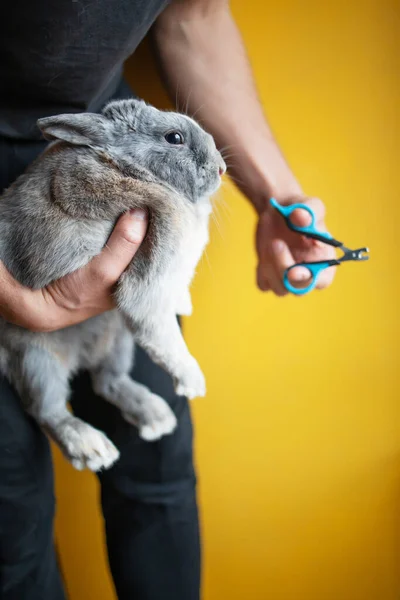 Close Besitzer Trimmen Nägel Seines Haustieres Niedlichen Kaninchen Häusliche Kaninchenhalter — Stockfoto