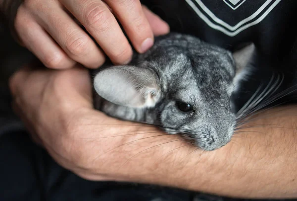 Man Holding Cute Chinchilla Room Closeup — Fotografia de Stock