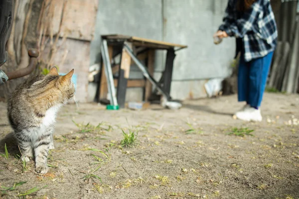 Frau Füttert Straßenkatzen Freien — Stockfoto