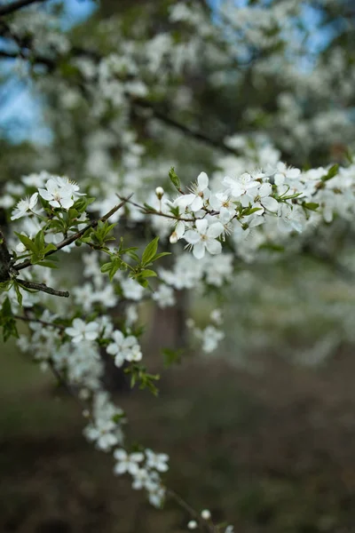 Bílé Krásné Květiny Stromě Kvetoucí Jaře Zarostlé — Stock fotografie