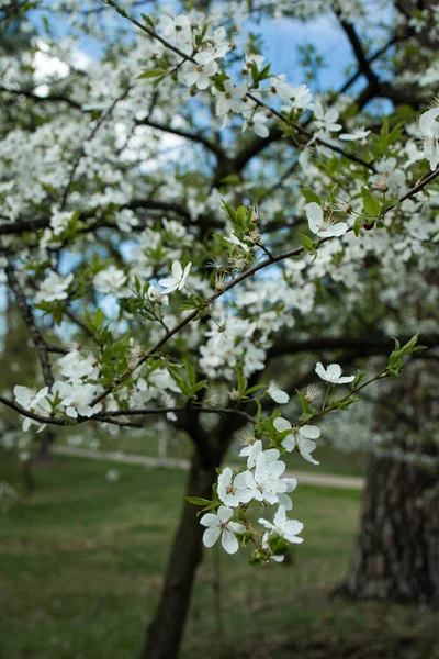 White Beautiful Flowers Tree Blooming Early Spring Backgroung Blured — Stock Fotó