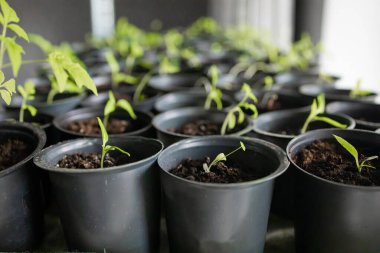 Solanum lycopersicum: Domates fideleri evdeki bir tencerede yetişir