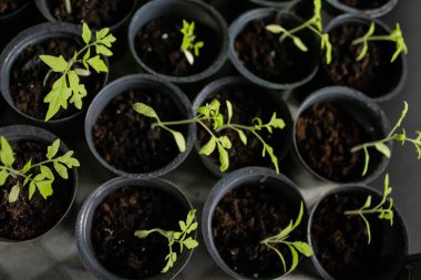 Büyüyen fidan turba tencere. Bitkiler güneş ışığı altında modern botanik sera, bahçecilik ve süs planları, üstten görünüm ekimi Tohumculuk