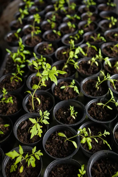 Solanum lycopersicum: Domates fideleri evdeki bir tencerede yetişir
