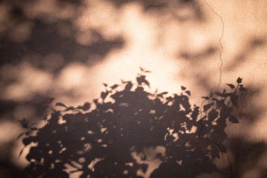 Ağaçların dalları ve yaprakları beton duvarda gölgeli.