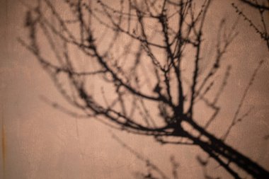 Dışarıdaki ağaçtan duvar ve gölge. Beton duvar dokusu. Boşluğu kopyala