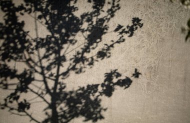 Ağaçların dalları ve yaprakları beton duvarda gölgeli.