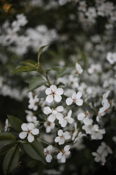 White Beautiful Flowers Tree Blooming Early Spring Backgroung Blured — Photo