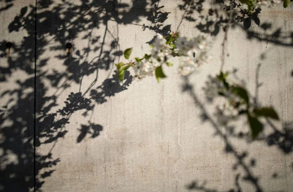 Ağaçların Dalları Yaprakları Beton Duvarda Gölgeli — Stok fotoğraf