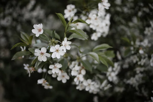 White Beautiful Flowers Tree Blooming Early Spring Backgroung Blured — Stock Fotó