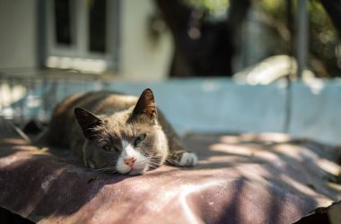 Tembel bir kedi sokakta güneşleniyor. Şişko gri kedi dışarıda.
