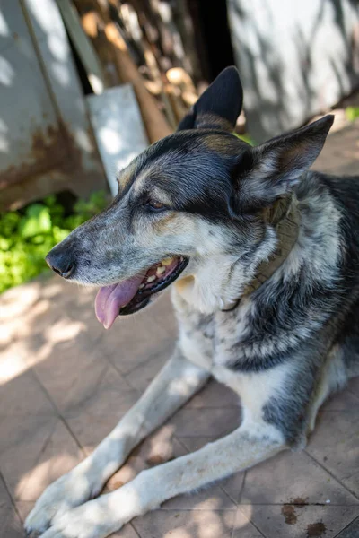 Grande Bel Cane Pastore Dell Europa Orientale Siede Nel Cortile — Foto Stock