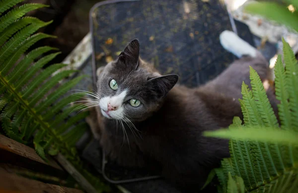 Симпатичная Милая Кошка Зелеными Глазами Лежащая Саду Выглядящая Симпатичной — стоковое фото
