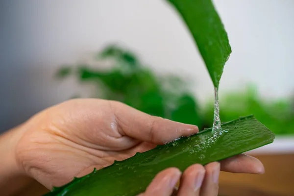 Aloe Vera Homemade Face Body Chrub Recipe Жіночі Руки Чистять — стокове фото