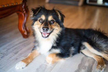 Gülümseyen şirin köpek çoban köpeğinin komik portresi. Ailemizin yeni sevimli üyesi küçük köpek evde. Hayvan bakımı ve hayvan bakımı kavramı